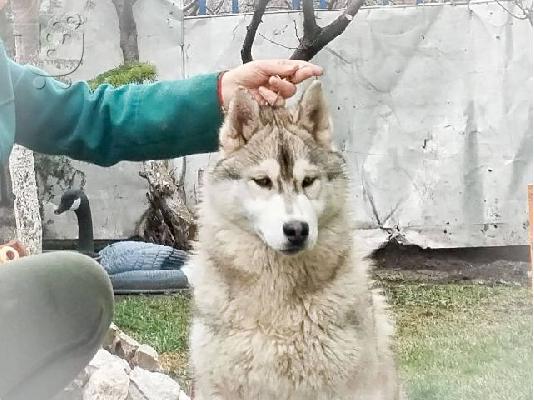 Siberian Husky, αρσενικά κουτάβια